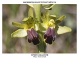 OPHRYS SILLONNEÌ